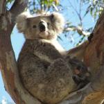 Raymond Island - Koalas